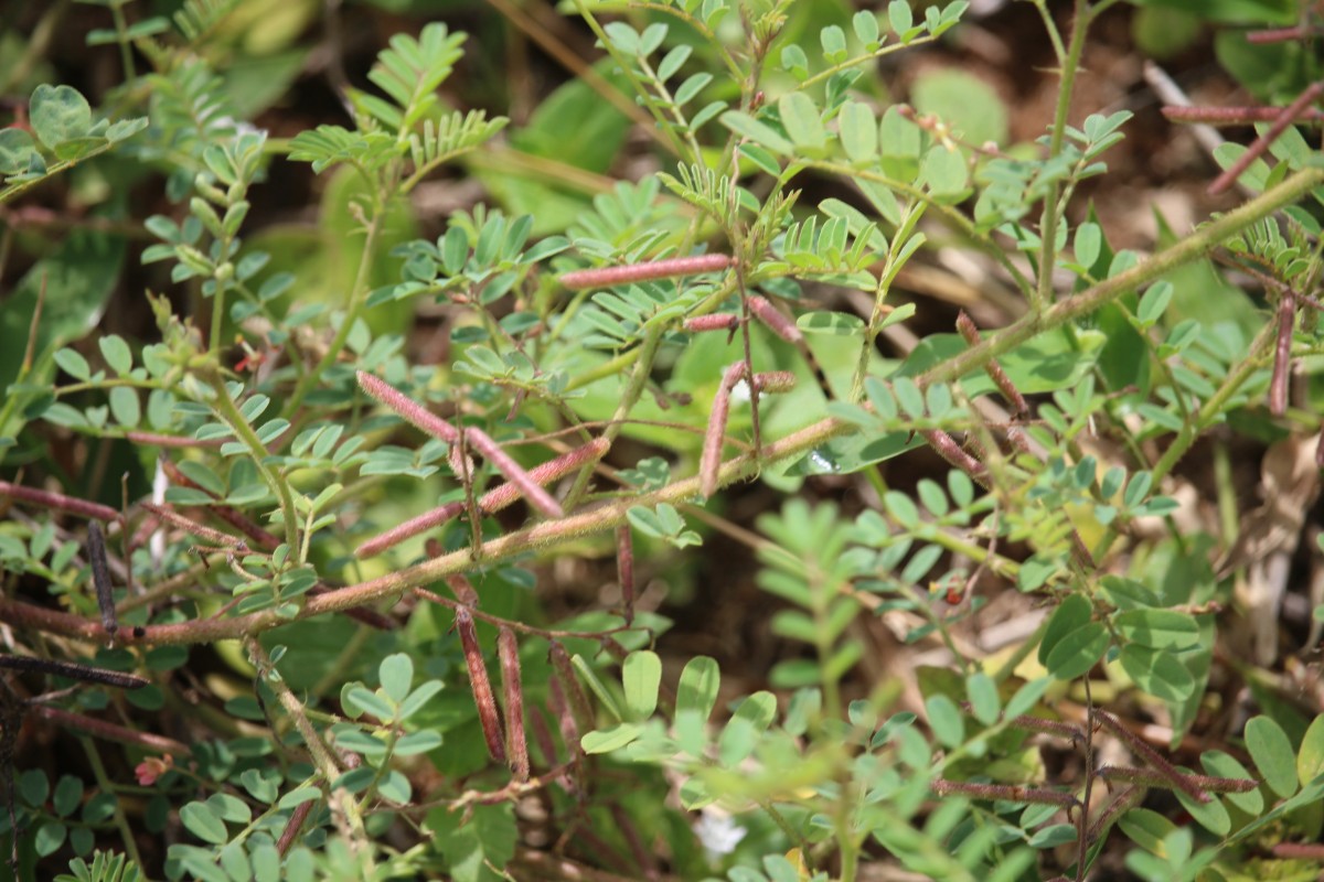 Indigofera colutea (Burm.f.) Merr.